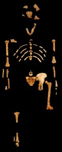 Stvarni fosil Lusi - Australopitek Afarensis Stvarni fosil Lusi - Australopitek Afarensis
