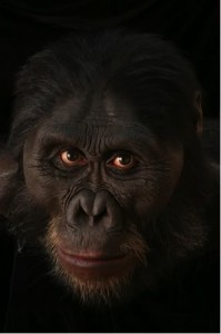 Naučna rekonstrukcija lica Australopiteka Afarensis Naučna rekonstrukcija lica Australopiteka Afarensis