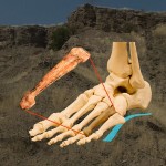 Navodna kost stopala Australopiteka Afarensis Navodna kost stopala Australopiteka Afarensis