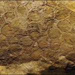 Mekano tkivo dinosaurusa
